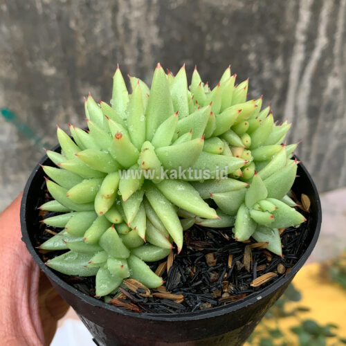 Echeveria Agavoides Aqua Marine Cristata, real gallery image #4 plants. Picture taken directly from kaktus.id community Echeveria farmer green houses.