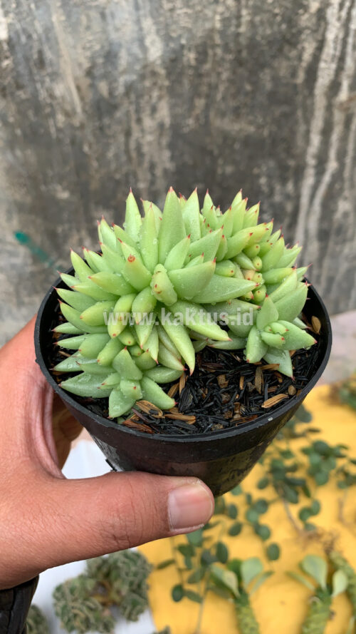 Echeveria Agavoides Aqua Marine Cristata, real gallery image #3 plants. Picture taken directly from kaktus.id community Echeveria farmer green houses.