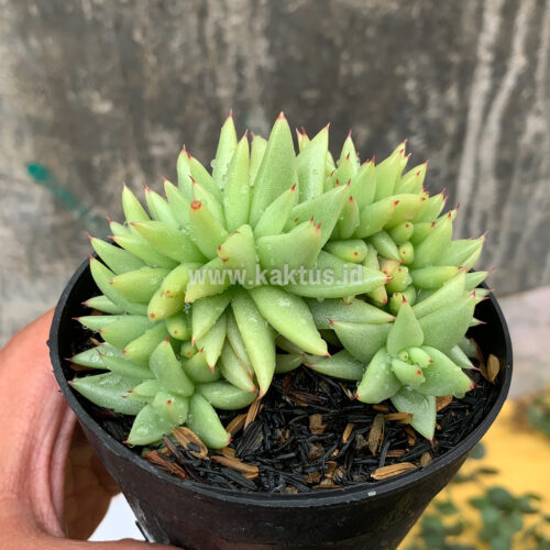 Echeveria Agavoides Aqua Marine Cristata, real gallery image #6 plants. Picture taken directly from kaktus.id community Echeveria farmer green houses.