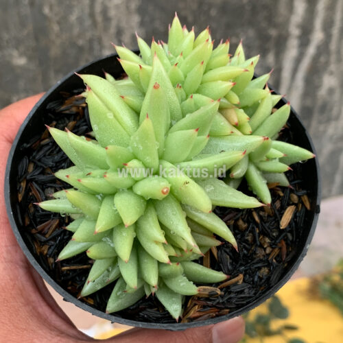 Echeveria Agavoides Aqua Marine Cristata, real gallery image #1 plants. Picture taken directly from kaktus.id community Echeveria farmer green houses.