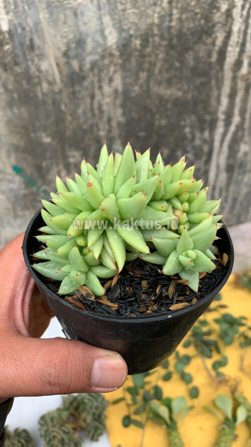 Echeveria Agavoides Aqua Marine Cristata, real gallery image #5 plants. Picture taken directly from kaktus.id community Echeveria farmer green houses.