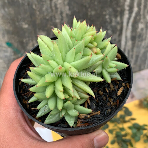 Echeveria Agavoides Aqua Marine Cristata, real gallery image #7 plants. Picture taken directly from kaktus.id community Echeveria farmer green houses.