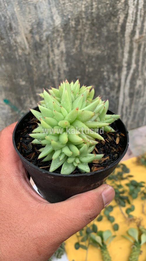 Echeveria Agavoides Aqua Marine Cristata, real gallery image #8 plants. Picture taken directly from kaktus.id community Echeveria farmer green houses.
