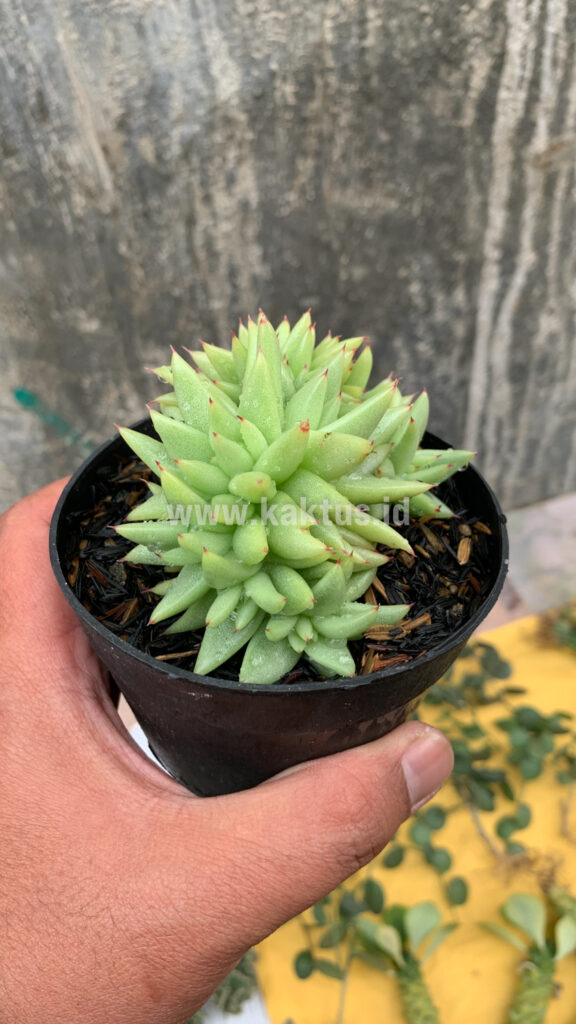 kaktus.id