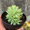 Echeveria Agavoides Aqua Marine Cristata, real feature image plant. Picture taken directly from kaktus.id community Echeveria farmer green houses.