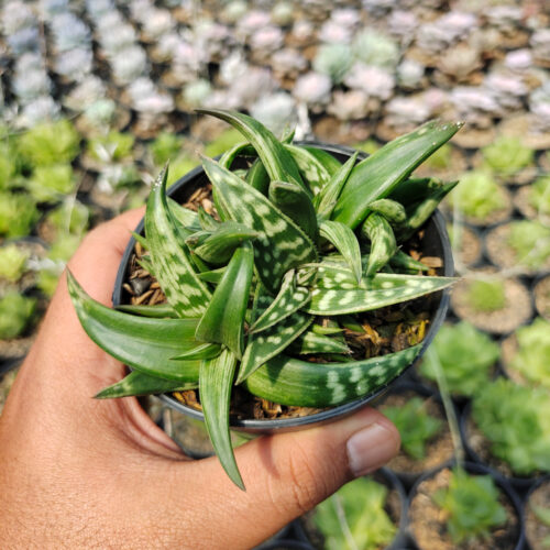 Aloe Amudatensis, real gallery image #1 plants. Picture taken directly from kaktus.id community Aloe farmer green houses.
