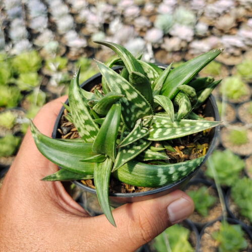 Aloe Amudatensis, real gallery image #2 plants. Picture taken directly from kaktus.id community Aloe farmer green houses.