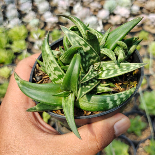 Aloe Amudatensis, real gallery image #3 plants. Picture taken directly from kaktus.id community Aloe farmer green houses.