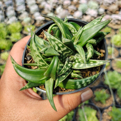 Aloe Amudatensis, real gallery image #4 plants. Picture taken directly from kaktus.id community Aloe farmer green houses.