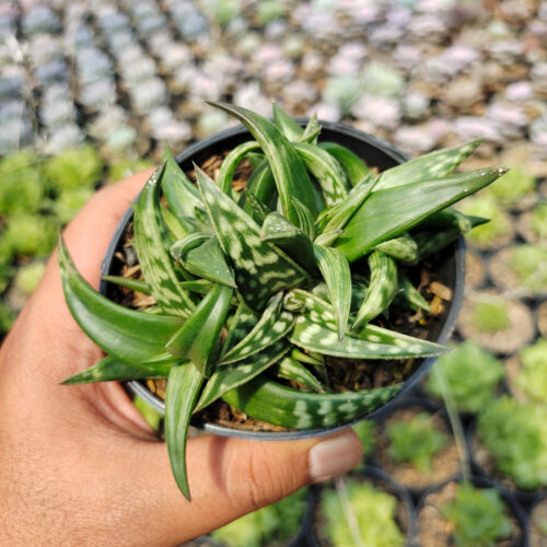Aloe Amudatensis, real gallery image #5 plants. Picture taken directly from kaktus.id community Aloe farmer green houses.