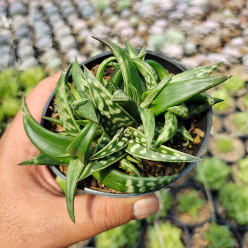 Aloe Amudatensis, real gallery image #6 plants. Picture taken directly from kaktus.id community Aloe farmer green houses.