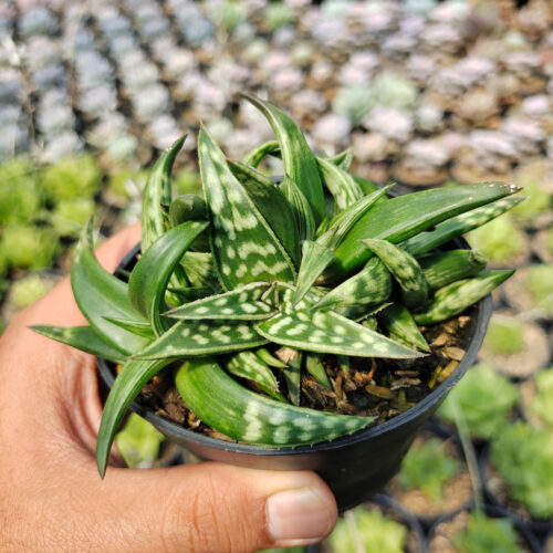 Aloe Amudatensis, real gallery image #7 plants. Picture taken directly from kaktus.id community Aloe farmer green houses.