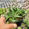 Aloe Amudatensis, real gallery image #8 plants. Picture taken directly from kaktus.id community Aloe farmer green houses.