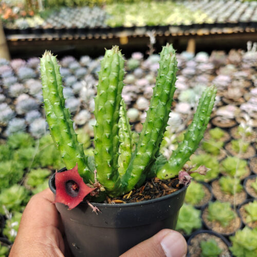 Huernia Penzigii, real gallery image #2 plants. Picture taken directly from kaktus.id community Huernia farmer green houses.
