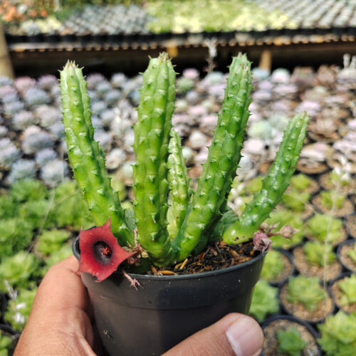 Huernia Penzigii, real gallery image #3 plants. Picture taken directly from kaktus.id community Huernia farmer green houses.