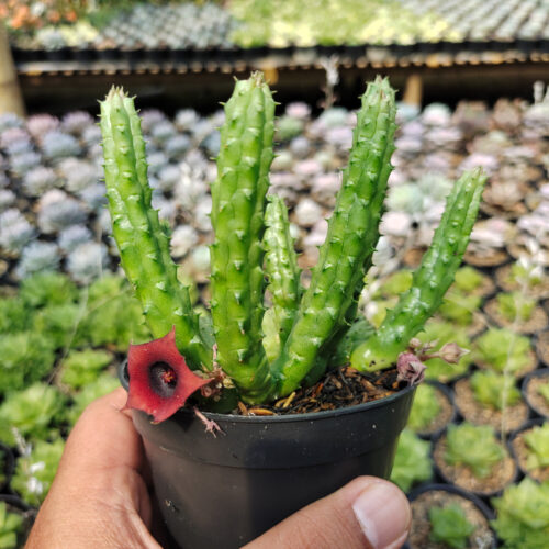 Huernia Penzigii, real gallery image #4 plants. Picture taken directly from kaktus.id community Huernia farmer green houses.