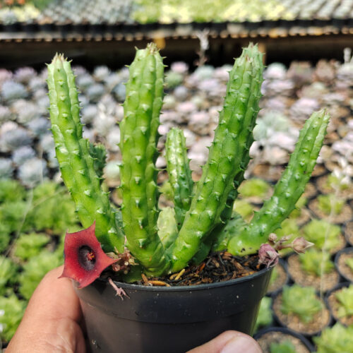 Huernia Penzigii, real gallery image #5 plants. Picture taken directly from kaktus.id community Huernia farmer green houses.