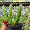 Huernia Penzigii, real gallery image #6 plants. Picture taken directly from kaktus.id community Huernia farmer green houses.