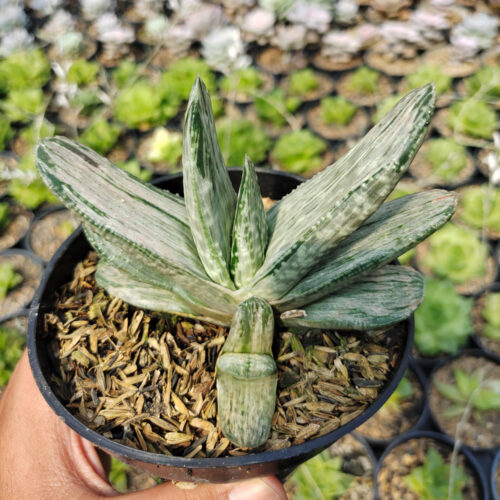 Gasteria Sakura Fuji White Variegated, real gallery image #6 plants. Picture taken directly from kaktus.id community Gasteria farmer green houses.