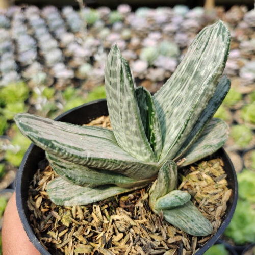 Gasteria Sakura Fuji White Variegated, real gallery image #2 plants. Picture taken directly from kaktus.id community Gasteria farmer green houses.