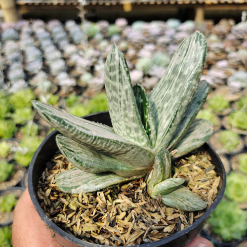 Gasteria Sakura Fuji White Variegated, real gallery image #3 plants. Picture taken directly from kaktus.id community Gasteria farmer green houses.