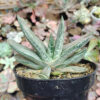 Gasteria Sakura Fuji White Variegated, real gallery image #4 plants. Picture taken directly from kaktus.id community Gasteria farmer green houses.