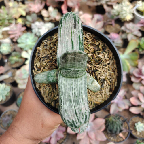Gasteria Sakura Fuji White Variegated, real gallery image #5 plants. Picture taken directly from kaktus.id community Gasteria farmer green houses.