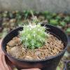 Mammillaria Winterae, real gallery image #2 plants. Picture taken directly from kaktus.id community Mammillaria farmer green houses.