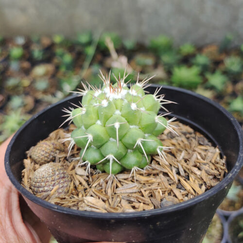 Mammillaria Winterae, real gallery image #3 plants. Picture taken directly from kaktus.id community Mammillaria farmer green houses.
