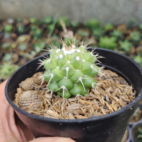 Mammillaria Winterae, real gallery image #4 plants. Picture taken directly from kaktus.id community Mammillaria farmer green houses.