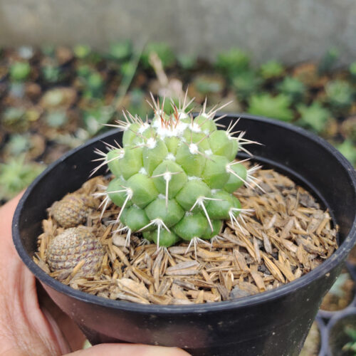 Mammillaria Winterae, real gallery image #5 plants. Picture taken directly from kaktus.id community Mammillaria farmer green houses.