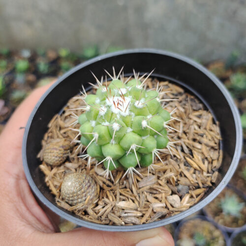 Mammillaria Winterae, real gallery image #1 plants. Picture taken directly from kaktus.id community Mammillaria farmer green houses.