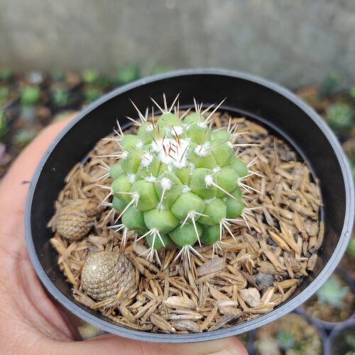 Mammillaria Winterae, real gallery image #6 plants. Picture taken directly from kaktus.id community Mammillaria farmer green houses.