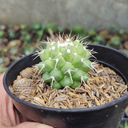 Mammillaria Winterae, real gallery image #7 plants. Picture taken directly from kaktus.id community Mammillaria farmer green houses.