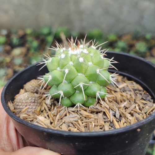 Mammillaria Winterae, real gallery image #8 plants. Picture taken directly from kaktus.id community Mammillaria farmer green houses.