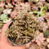 Lenophyllum Latum, real gallery image #2 plants. Picture taken directly from kaktus.id community Lenophyllum farmer green houses.