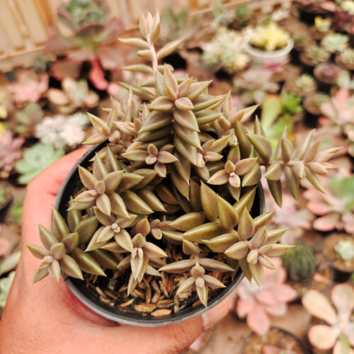 Lenophyllum Latum, real gallery image #1 plants. Picture taken directly from kaktus.id community Lenophyllum farmer green houses.