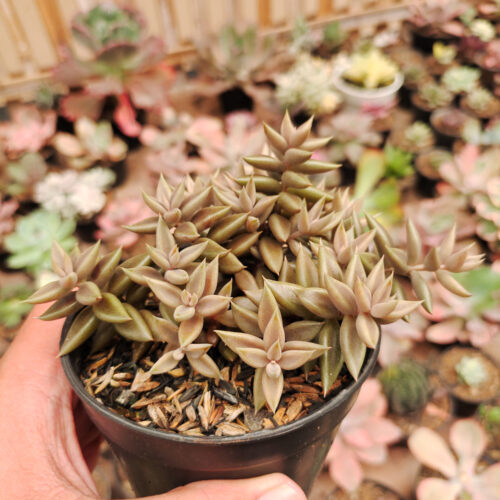 Lenophyllum Latum, real gallery image #3 plants. Picture taken directly from kaktus.id community Lenophyllum farmer green houses.