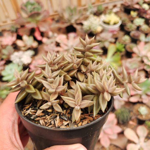 Lenophyllum Latum, real gallery image #4 plants. Picture taken directly from kaktus.id community Lenophyllum farmer green houses.