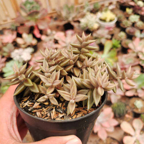Lenophyllum Latum, real gallery image #5 plants. Picture taken directly from kaktus.id community Lenophyllum farmer green houses.