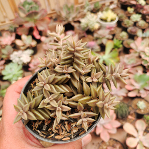 Lenophyllum Latum, real gallery image #6 plants. Picture taken directly from kaktus.id community Lenophyllum farmer green houses.