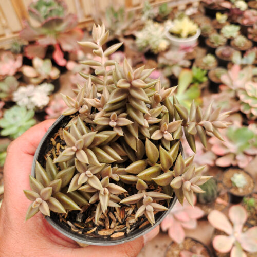 Lenophyllum Latum, real gallery image #7 plants. Picture taken directly from kaktus.id community Lenophyllum farmer green houses.