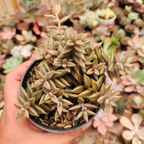 Lenophyllum Latum, real gallery image #8 plants. Picture taken directly from kaktus.id community Lenophyllum farmer green houses.