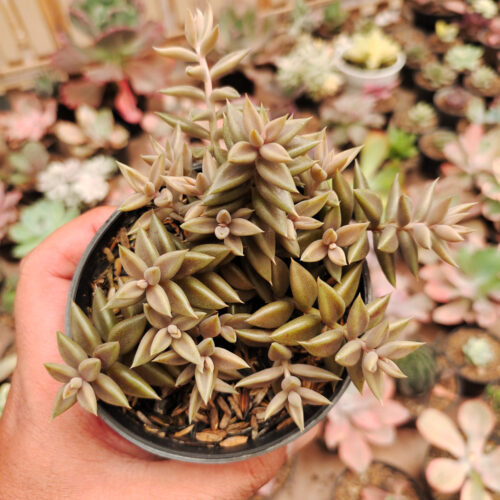 Lenophyllum Latum, real gallery image #9 plants. Picture taken directly from kaktus.id community Lenophyllum farmer green houses.