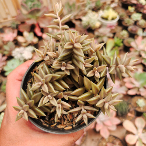 Lenophyllum Latum, real gallery image #10 plants. Picture taken directly from kaktus.id community Lenophyllum farmer green houses.