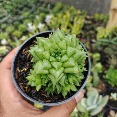 Haworthia Pygmaea, real gallery image #1 plants. Picture taken directly from kaktus.id community Haworthia farmer green houses.