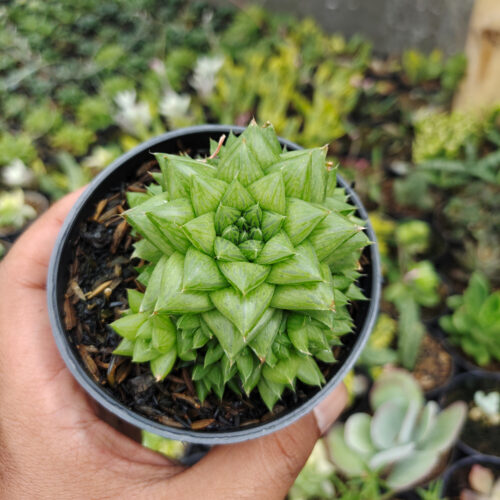 Haworthia Pygmaea, real gallery image #2 plants. Picture taken directly from kaktus.id community Haworthia farmer green houses.