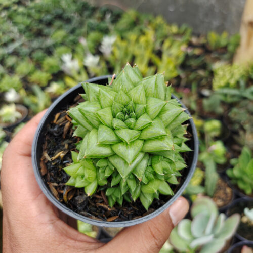 Haworthia Pygmaea, real gallery image #3 plants. Picture taken directly from kaktus.id community Haworthia farmer green houses.