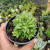 Haworthia Pygmaea, real gallery image #4 plants. Picture taken directly from kaktus.id community Haworthia farmer green houses.