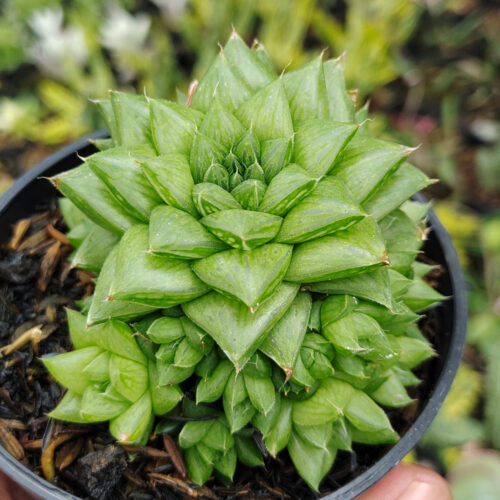 Haworthia Pygmaea, real gallery image #5 plants. Picture taken directly from kaktus.id community Haworthia farmer green houses.